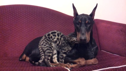 rasa Doberman nobil de germaniu (Doberman) Doberman, rasa nobil din Germania