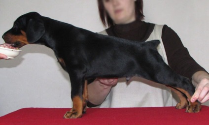 Doberman, rasa nobil din Germania (educație Doberman) Doberman, rasa nobil din Germania