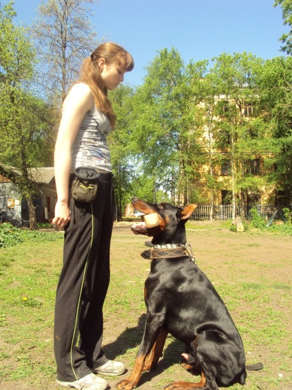 rasa Doberman nobil de germaniu (germaniu) Doberman, rasa nobil din Germania