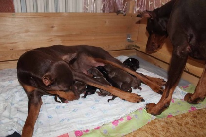 rasa Doberman nobil de germaniu (nobil) Doberman, rasa nobil din Germania