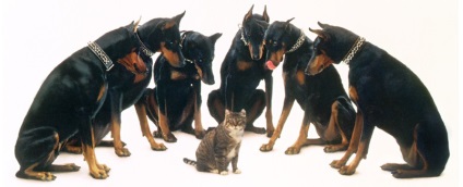 Doberman, rasa nobil din Germania (educație Doberman) Doberman, rasa nobil din Germania