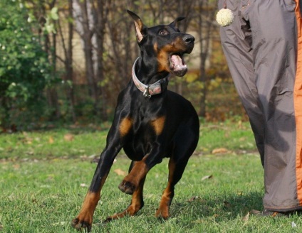 rasa Doberman nobil de germaniu (nobil) Doberman, rasa nobil din Germania