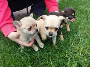 Până la ce vârstă cresc standardele de rasa Chihuahua si alte (în creștere) Până la ce vârstă sunt în creștere și alte standarde de rasa Chihuahua și