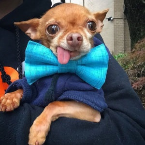 Până la ce vârstă cresc standardele de rasa Chihuahua si alte (în creștere) Până la ce vârstă sunt în creștere și alte standarde de rasa Chihuahua și