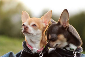 Până la ce vârstă sunt în creștere și alte standarde de roci Chihuahua și (vârstă) Până la ce vârstă sunt în creștere și alte standarde de rasa Chihuahua și
