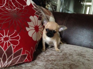Până la ce vârstă cresc standardele de rasa Chihuahua si alte (în creștere) Până la ce vârstă sunt în creștere și alte standarde de rasa Chihuahua și