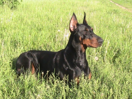 Formarea și educația Doberman (educație) Formarea și educarea Doberman