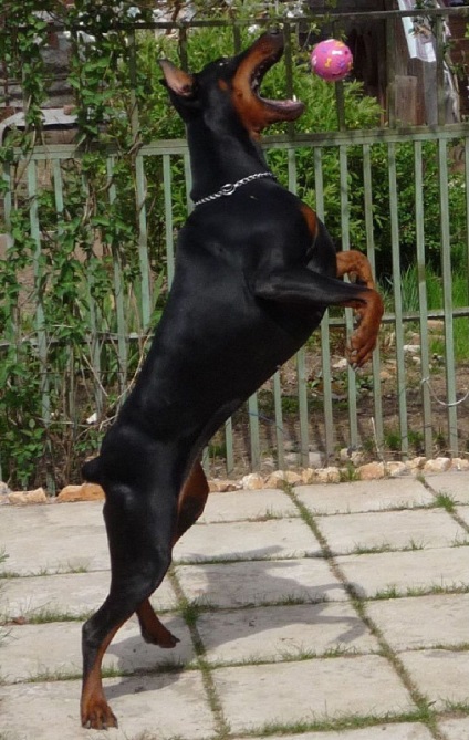 Instruire și educație Doberman (formare) Formarea și educarea Doberman