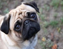 Pugs de formare (pug) Pug de formare