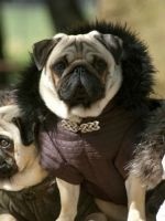 Pugs de formare (training) Pug de formare