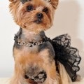 formare Dzhek Rassel Terrier și educație, decordog (Russell) formare Dzhek Rassel Terrier și educație, decordog