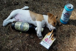 Dzhek Rassel formare Terrier și educație, decordog (formare Dzhek Rassel Terrier) formare Dzhek Rassel Terrier și educație, decordog