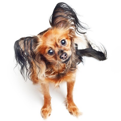 Dzhek Rassel formare Terrier și educație, decordog (educație) formare Dzhek Rassel Terrier și educație, decordog
