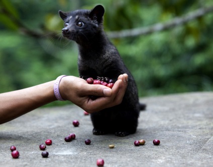 Mâncarea mânca lacomie (au) Alimentele care au lacomie