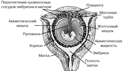 Embriologie umană - un (sistem nervos central) Embriologie umană - este