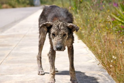 Această nefericită - pietrificat - câinele nu a crezut că ea ar iubi pe cineva (câine) Această nefericită - pietrificat - câinele nu a crezut că ea ar iubi pe cineva
