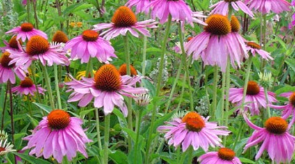 Echinacea - o planta miracol pentru creșterea imunității 1000 secrete (de sănătate) Echinacea - o planta miracol pentru creșterea imunității 1000 secrete