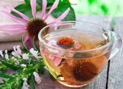 Echinacea pentru imunitate