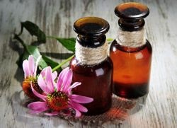 Echinacea pentru imunitate (echinacea) Echinacea pentru imunitate