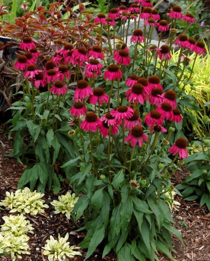 plantare Echinacea, îngrijire și utilizare (Echinacea) Echinacea plantare, îngrijire și utilizare a