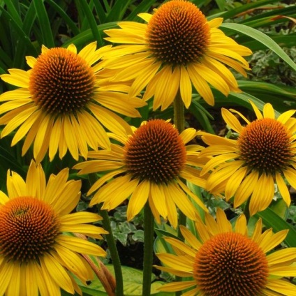 Echinacea plantare, îngrijire și utilizare (îngrijire) Echinacea plantare, îngrijire și utilizare a