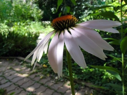 Echinacea plantare, îngrijire și utilizare (îngrijire) Echinacea plantare, îngrijire și utilizare a