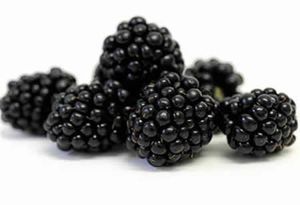 Blackberry proprietăți și contraindicații utile fructe si frunze (mure) Blackberry proprietăți și contraindicații utile fructe si frunze