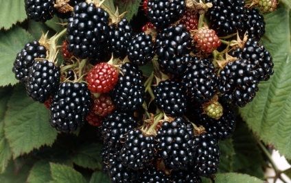 proprietăți utile Blackberry de fructe contra-calorii (proprietăți) proprietăți utile Blackberry de fructe contra-calorii