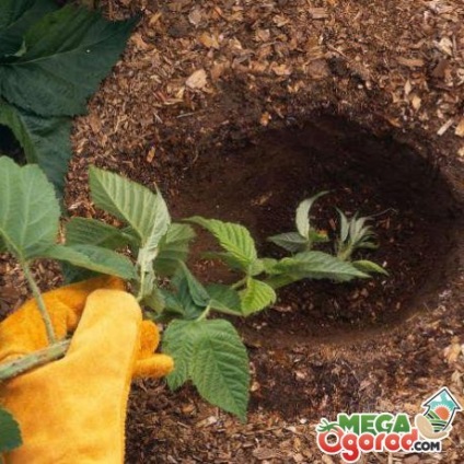 soiuri Blackberry populare, de plantare, sfaturi de îngrijire și proprietăți utile de fructe de pădure (de plantare) soiuri Blackberry populare, de plantare, sfaturi de îngrijire și proprietăți utile de fructe de pădure