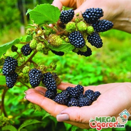 soiuri Blackberry populare, de plantare, sfaturi de îngrijire și proprietăți utile de fructe de pădure (mure) soiuri Blackberry populare, de plantare, sfaturi de îngrijire și proprietăți utile de fructe de pădure