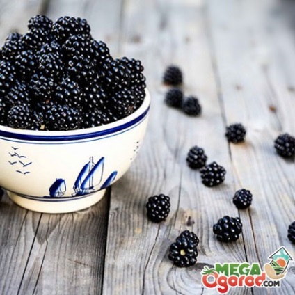 soiuri Blackberry populare, de plantare, sfaturi de îngrijire și proprietăți utile de fructe de pădure (CV) soiuri Blackberry populare, de plantare, sfaturi de îngrijire și proprietăți utile de fructe de pădure