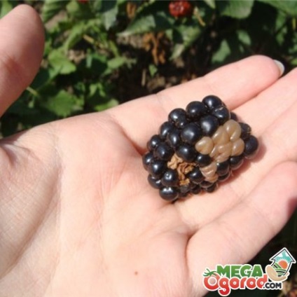 soiuri Blackberry populare, de plantare, sfaturi de îngrijire și proprietăți utile de fructe de pădure (de plantare) soiuri Blackberry populare, de plantare, sfaturi de îngrijire și proprietăți utile de fructe de pădure