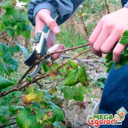 soiuri Blackberry populare, de plantare, sfaturi de îngrijire și proprietăți utile de fructe de pădure (populare) soiuri Blackberry populare, de plantare, sfaturi de îngrijire și proprietăți utile de fructe de pădure