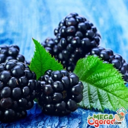 soiuri Blackberry populare, de plantare, sfaturi de îngrijire și proprietăți utile de fructe de pădure (CV) soiuri Blackberry populare, de plantare, sfaturi de îngrijire și proprietăți utile de fructe de pădure