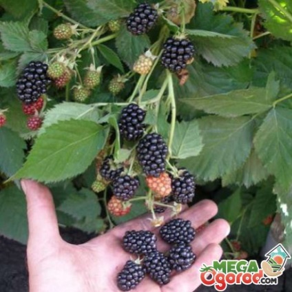 soiuri Blackberry populare, de plantare, sfaturi de îngrijire și proprietăți utile de fructe de pădure (populare) soiuri Blackberry populare, de plantare, sfaturi de îngrijire și proprietăți utile de fructe de pădure