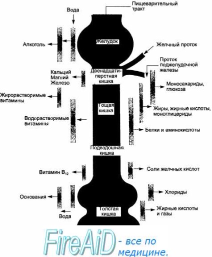 Factorii care afectează disponibilitatea și biodisponibilitatea medicamentelor sistem (disponibilitate) Factorii care afectează disponibilitatea sistemului și biodisponibilitatea medicamentelor