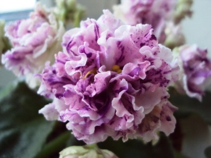 Violet soiuri cu nume cu fotografie (violet) Violet soiuri cu nume cu fotografii