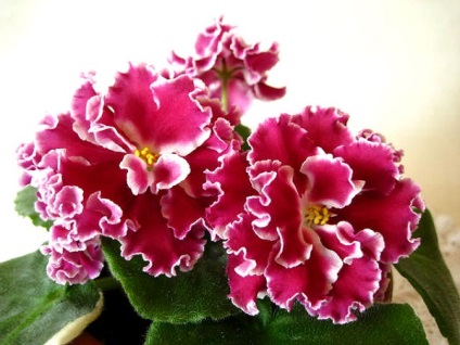 Violet soiuri cu nume cu fotografie (soi) Violet soiuri cu nume cu fotografii