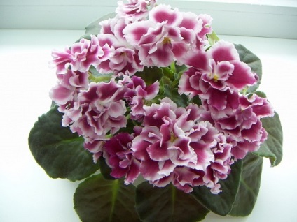 Violet soiuri cu nume cu fotografie (violet) Violet soiuri cu nume cu fotografii