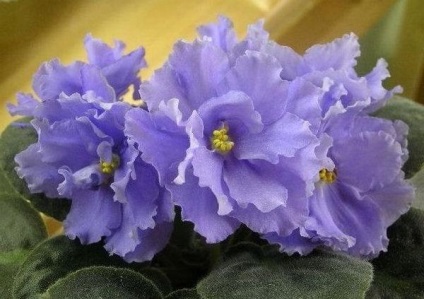 Violet soiuri cu nume cu fotografie (acoperite cu fire de par fine) Violet soiuri cu nume cu fotografii