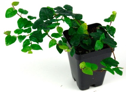 Ficus pitic - de îngrijire la domiciliu, cum să transplant (pitic) Ficus pitic - de îngrijire la domiciliu, cum să transplant
