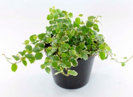 Ficus pitic - de îngrijire la domiciliu, cum să transplant (pitic) Ficus pitic - de îngrijire la domiciliu, cum să transplant