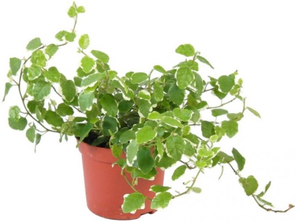 Ficus pitic - de îngrijire la domiciliu, cum sa transplant (de ingrijire) Ficus pitic - de îngrijire la domiciliu, cum să transplant