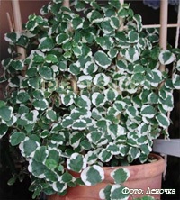 Ficus pumila - Ficus pitic - îngrijirea și cultivarea (îngrijire) Ficus pumila - Ficus pitic - ingrijire si cultivare