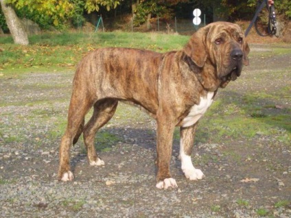 Fila Brasileiro sau brazilian descriere Mastiff rasa, caracterul real (mastiff) Fila Brasileiro sau Brazilian Descriere Mastiff rasa, caracter, recenzii