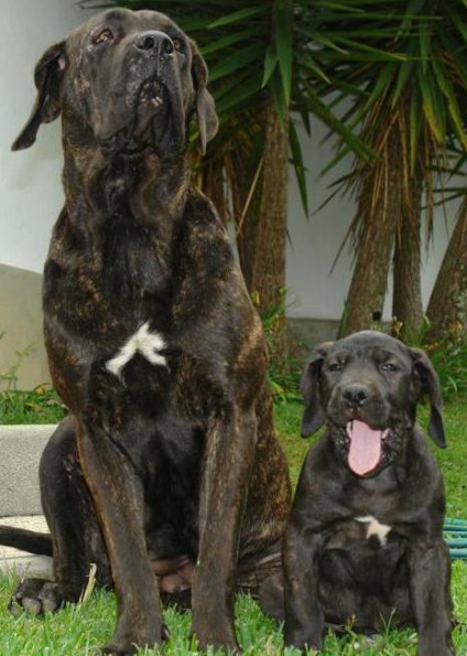 Fila Brasileiro sau brazilian descriere Mastiff rasa, caracterul real (brazilian) Fila Brasileiro sau Brazilian Descriere Mastiff rasa, caracter, recenzii
