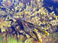 Fucus vesiculosus (negru) vezicii urinare wrack