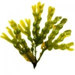 Fucus vesiculosus (conține) vezicii urinare wrack