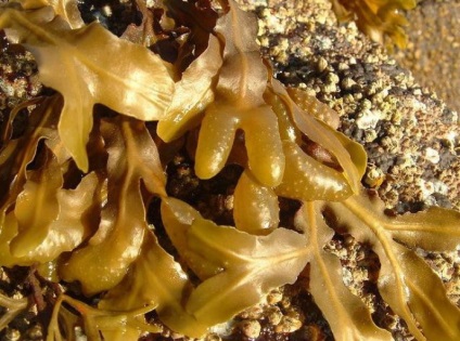 Fucus vesiculosus curative acțiune, aplicarea, structura, proprietăți de alge brune, fucus (Graaf) A vezicii urinare wrack curativ efect, aplicare, structura, proprietăți de alge brune, fucus