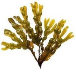 Fucus vesiculosus curative acțiune, aplicarea, structura, proprietăți de alge brune, fucus (curativ) A vezicii urinare wrack curativ efect, aplicare, structura, proprietăți de alge brune, fucus